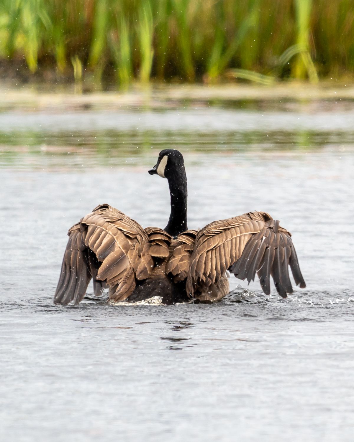 canada goose spreading its wings