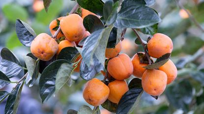 persimmons growing