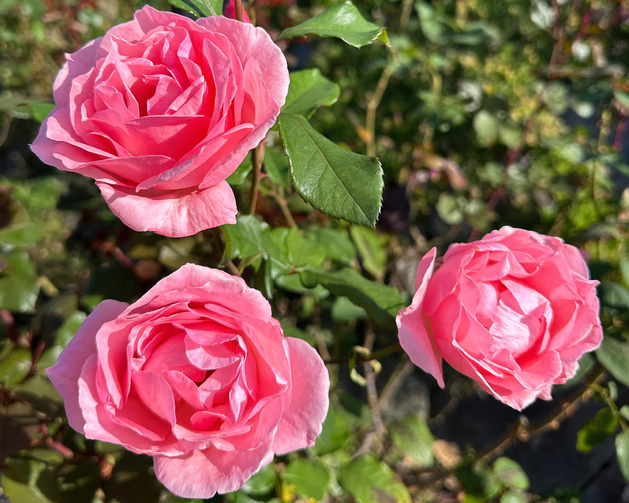 Queen Elizabeth roses in garden