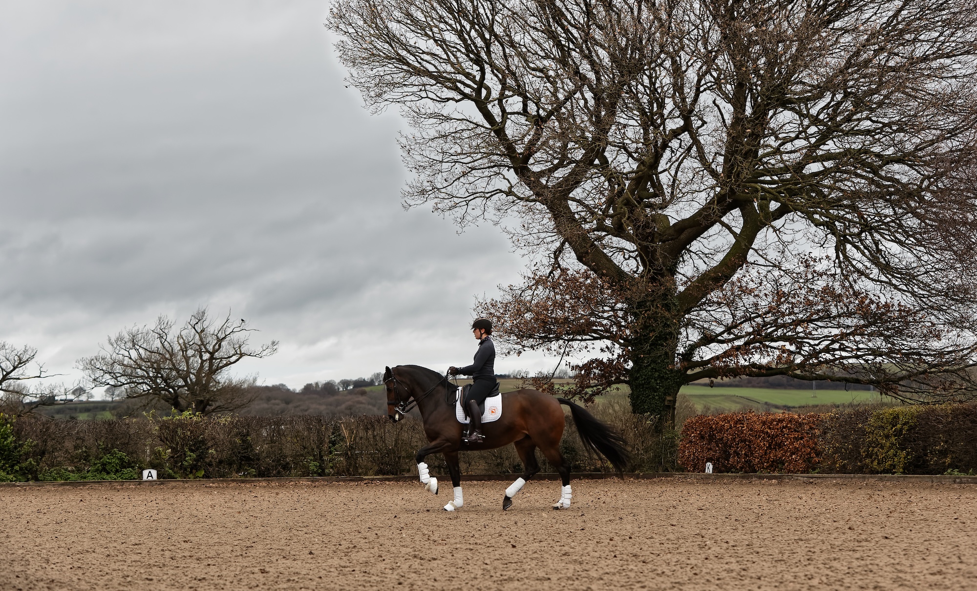Dressage horse training in large outdoor school under big oak tree