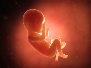 A medical illustration of a human fetus.