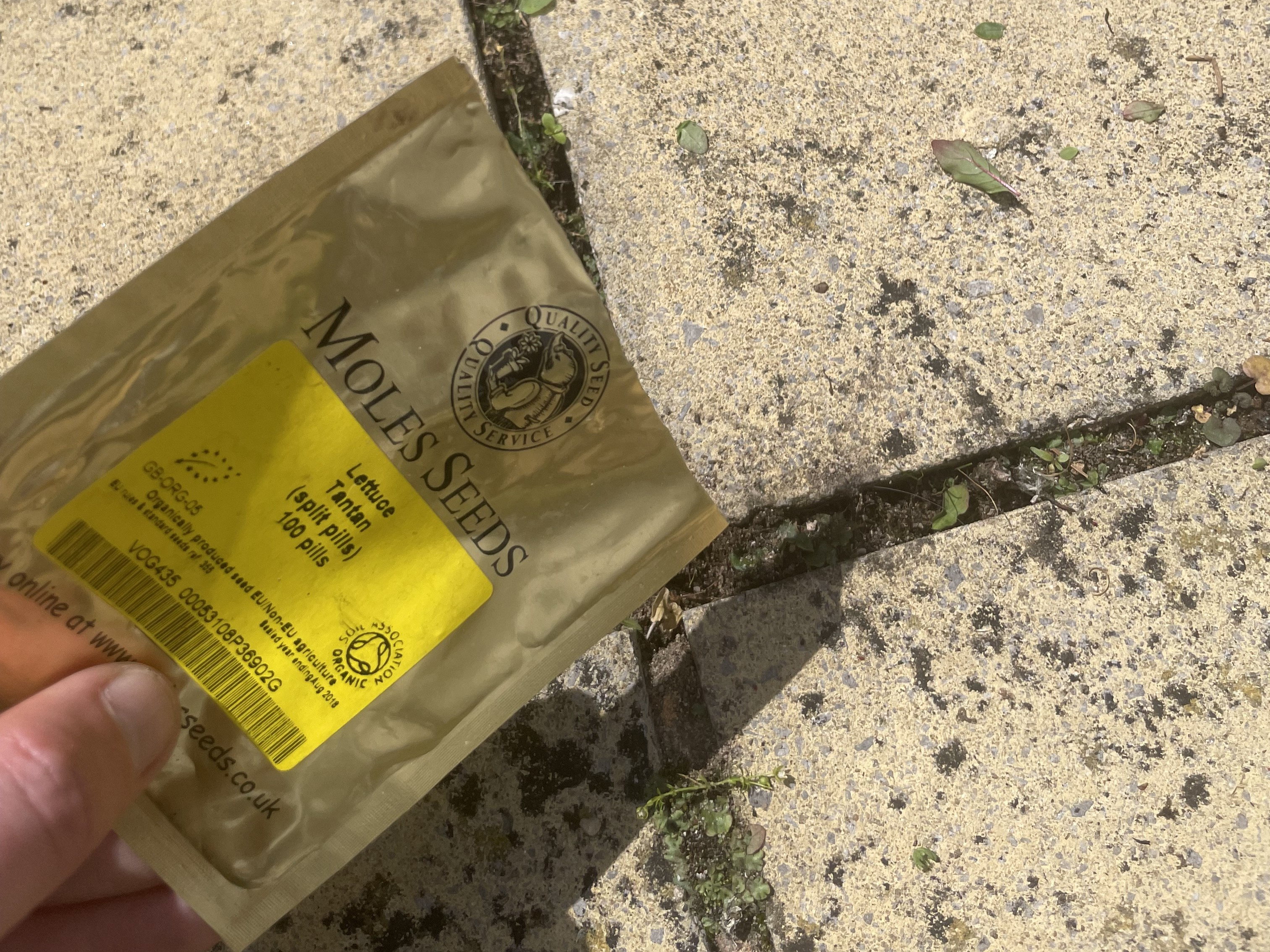 Lettuce seeds being planted into block paving