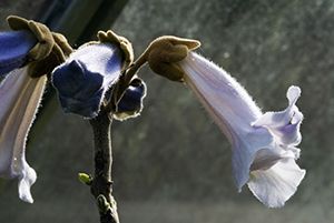 Paulownia tomentosa