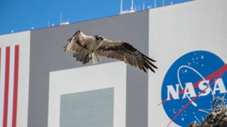 A bird flies in front of a NASA symbol on a building.
