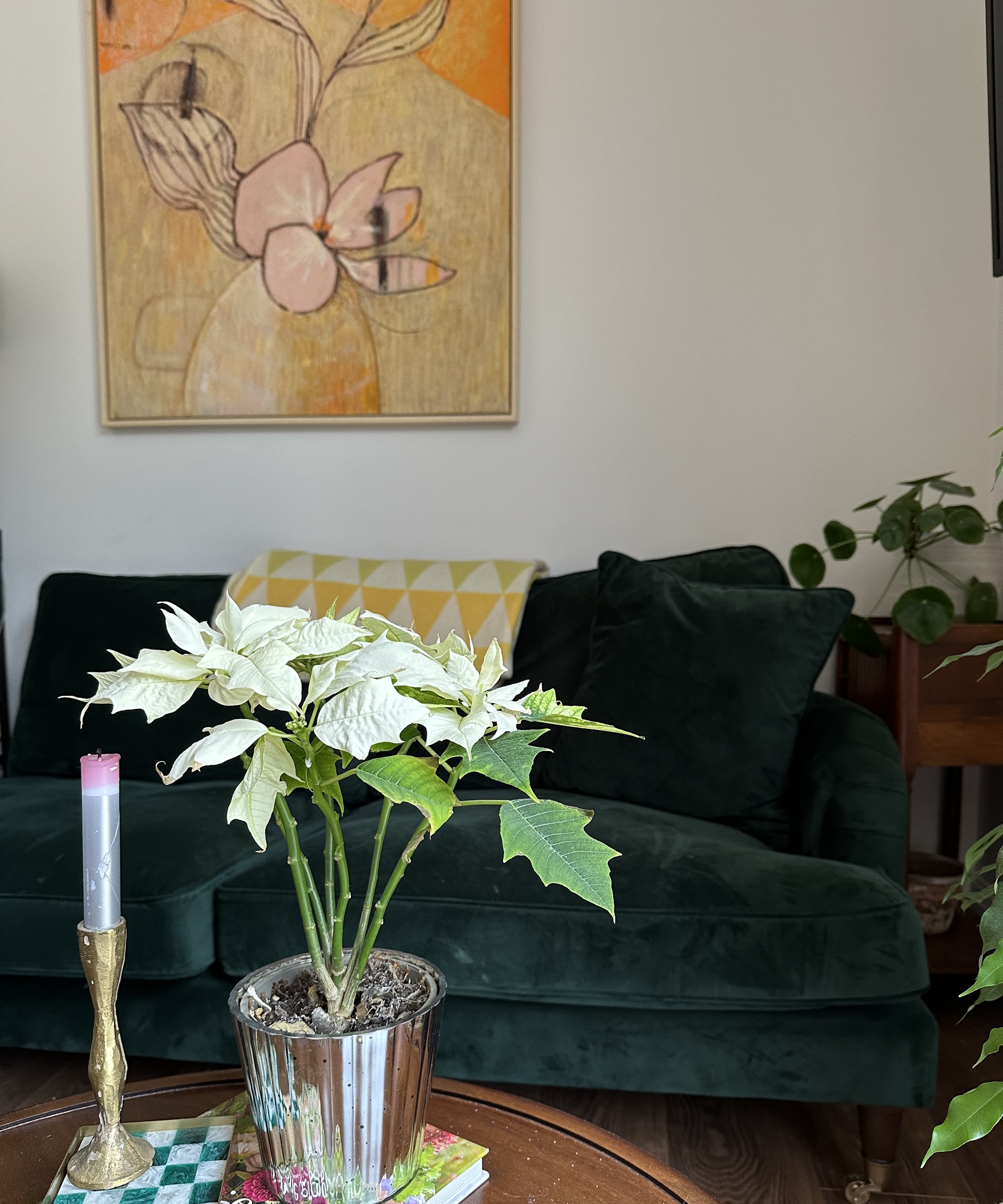 White and green poinsettia on brown coffee table in front of green sofa