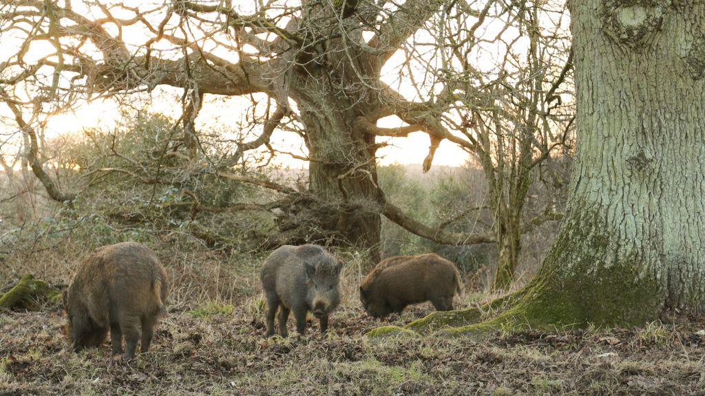 What To Do If You See A Wild Boar While Hiking Advnture