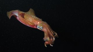 A deep sea squid with short tentacles swims in dark waters.