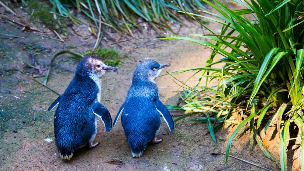 Tasmanian devils wipe out colony of little penguins in major