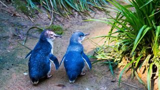 A pair of little penguins walk along a beach on mainland Tasmania.