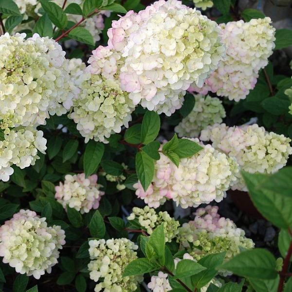 Strawberry Sundae&amp;reg; Hydrangea - 1 Gallon Pot