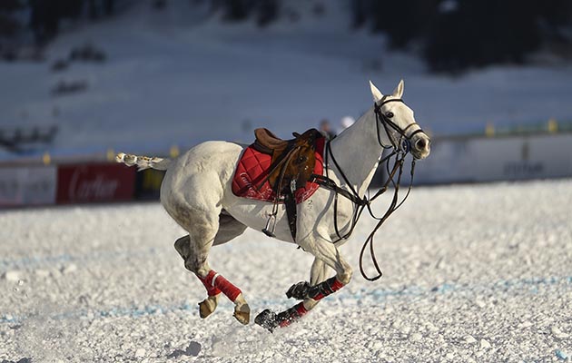 Going solo… Chris Hyde’s horse makes a break for it in the Cartier vs Maserati match