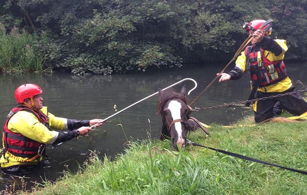 The horse was rescued by the Fire &amp;amp; Rescue Services