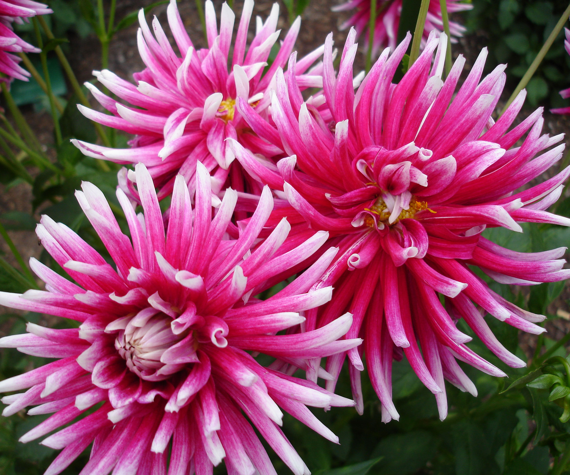 catcus dahlia frigoulet in bloom