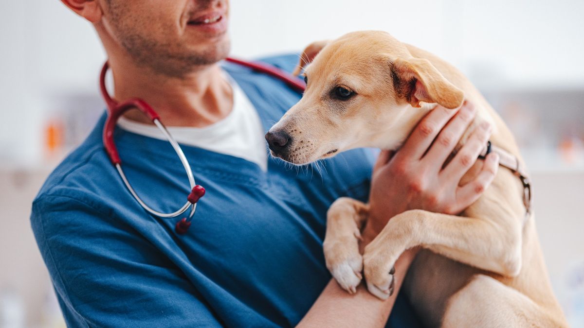 An anonymous veterinarian embracing a little dog at the clinic