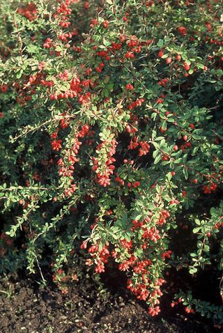 berberis shrub covered in red berries