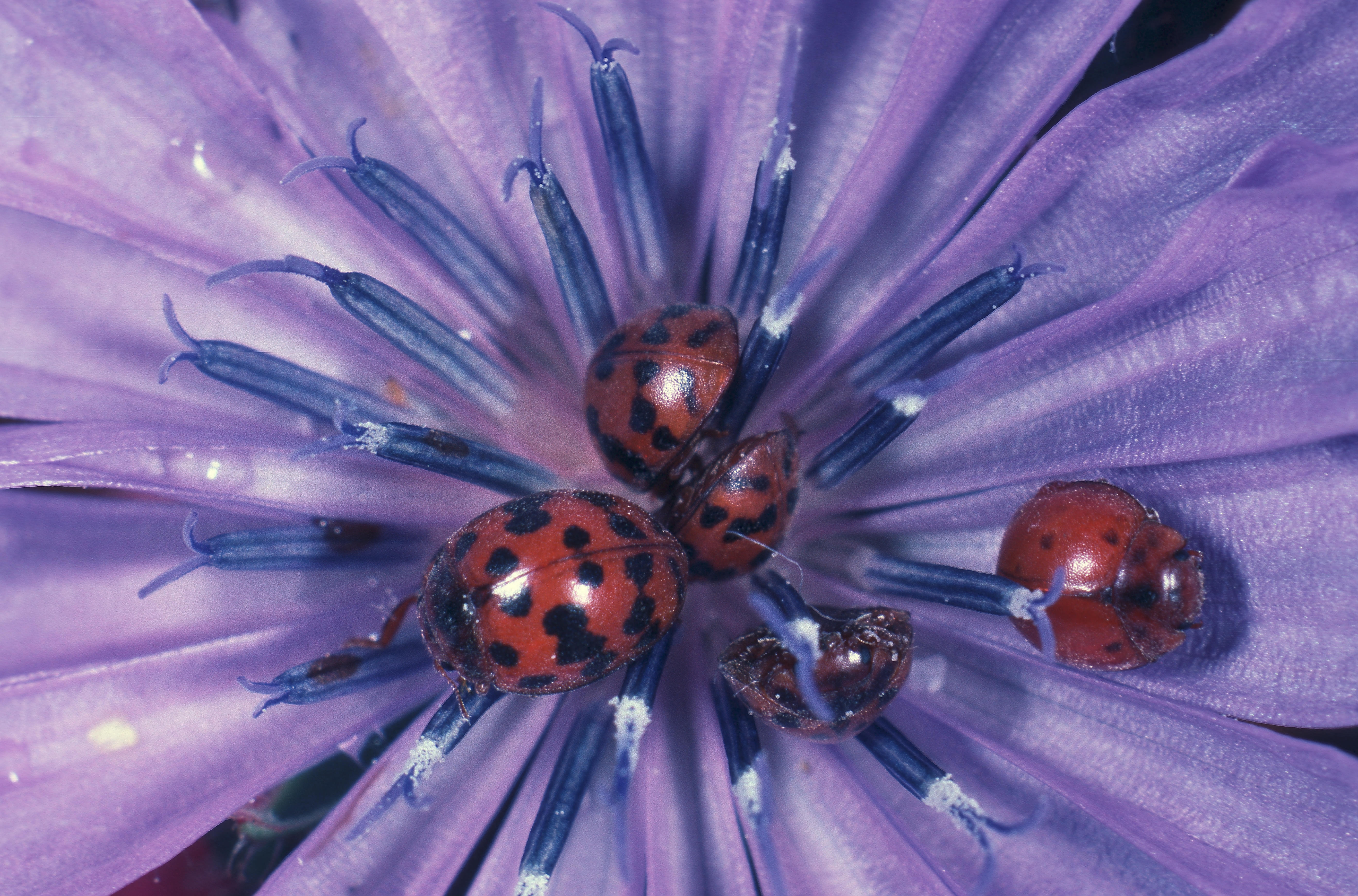 Six 24-spot ladybirds in the centre of a bright purple flower