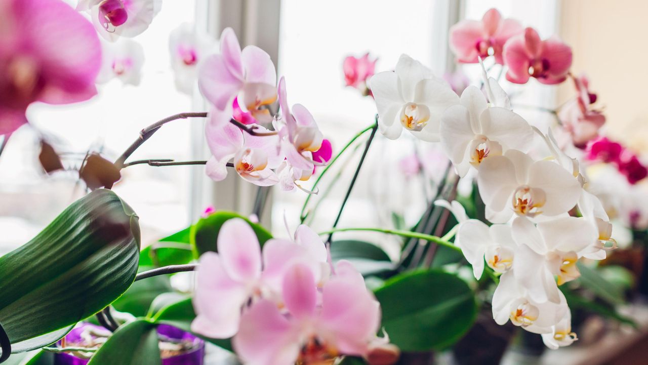 orchids growing on windowsill