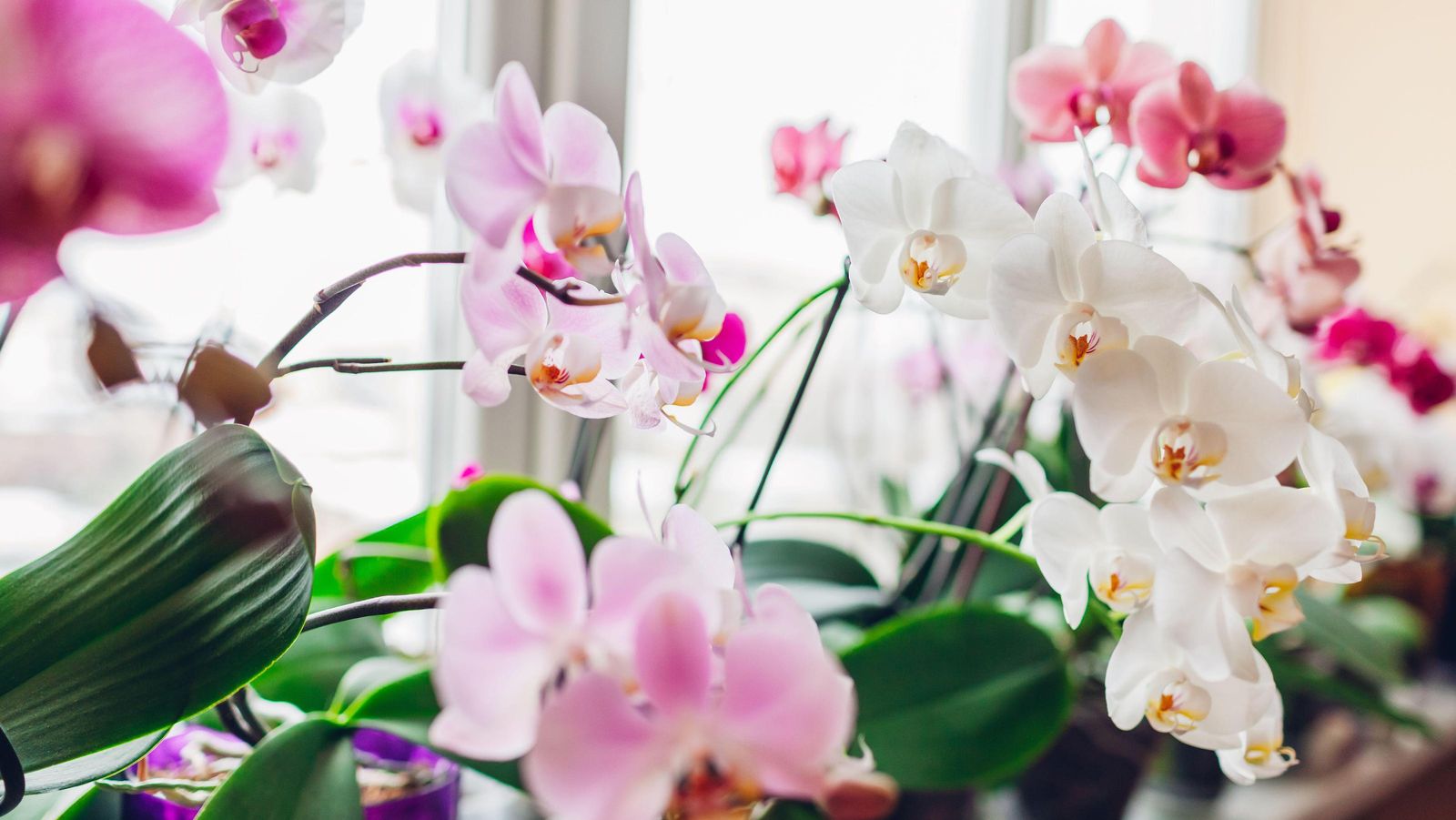 How long do orchids bloom and how to make them last longer?