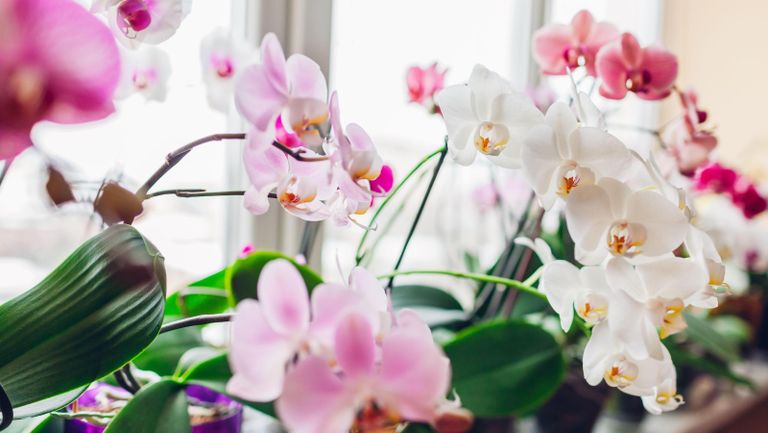 Why is my orchid stem turning yellow? Here's why | Homes & Gardens