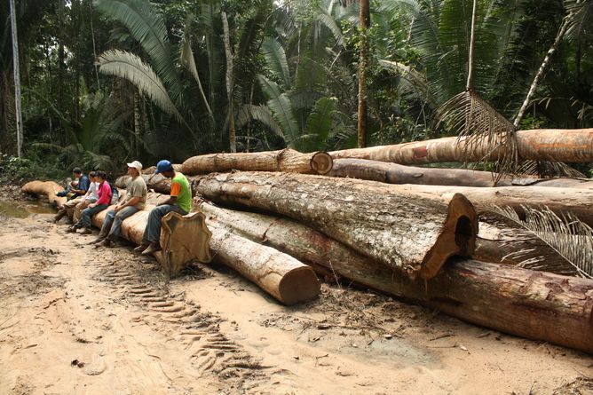 Logging in the rainforest, Amazon, deforestation, climate change