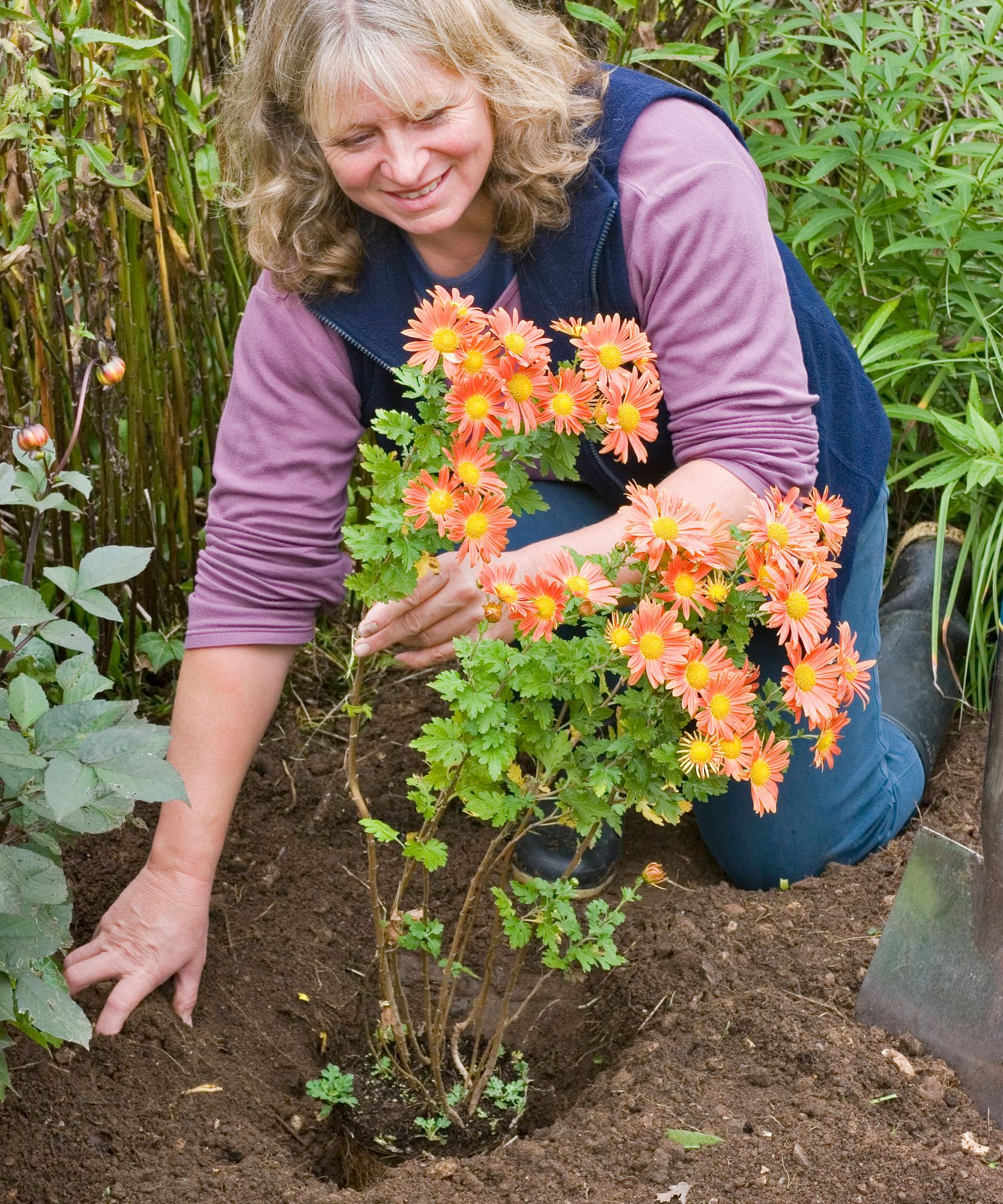 How to grow chrysanthemums expert advice