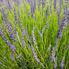 field of lavender growing 