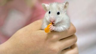 Hamster eating a piece of carrot