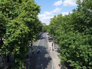 Road seen from above lined with green trees