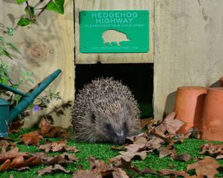 Hedgehog entering garden under hedgehog highway sign.
