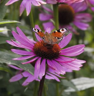 butterfly on echinacea