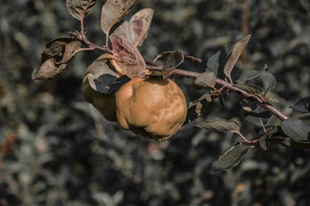 Diseased Fruit And Leaves On A Quince Tree