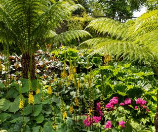 Tree ferns