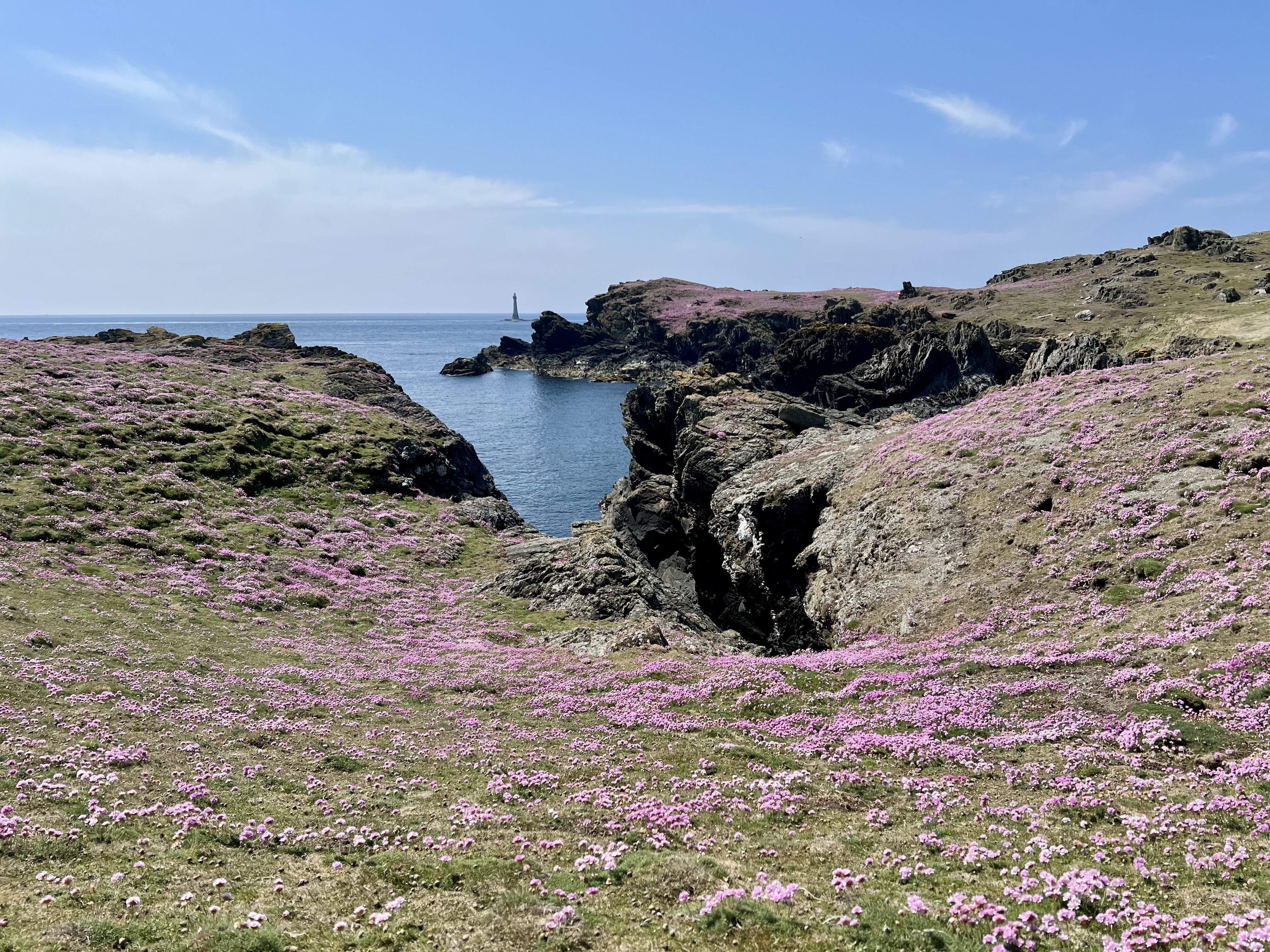 The Calf in full colour
