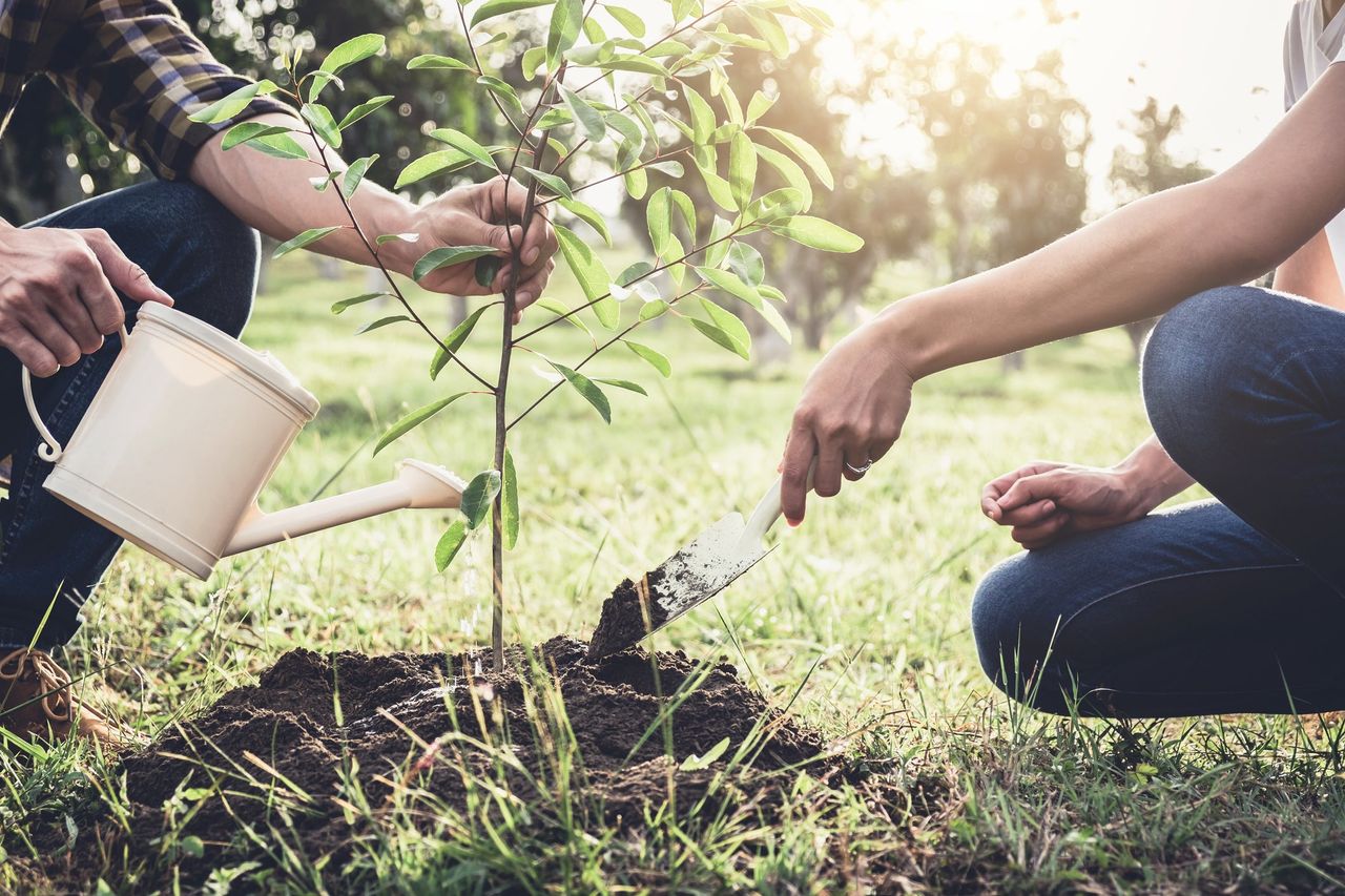 Watering A Newly Tree