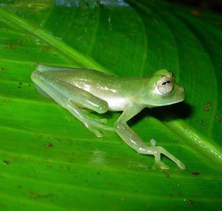 glass frog tadpoles