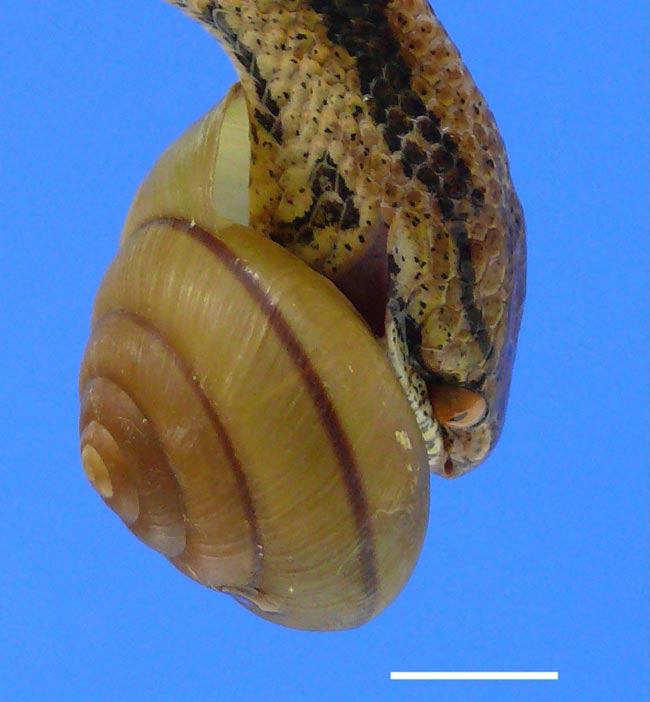 awkward snail