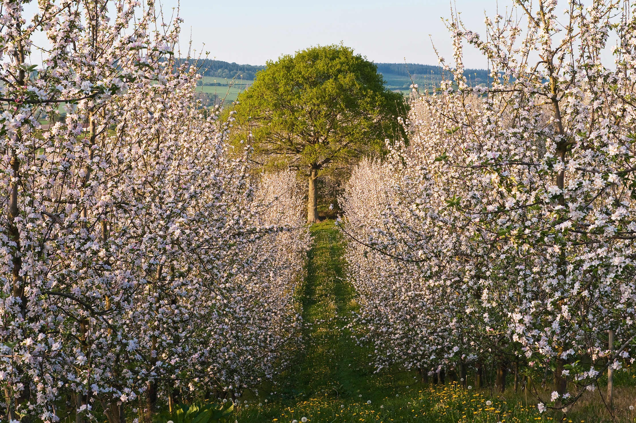 An apple orchard in Herefordshire