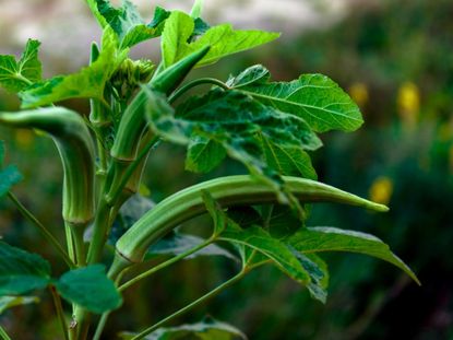 Rotting Blossom Blight On Okra Plants