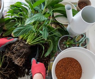 Peace lily potting mix