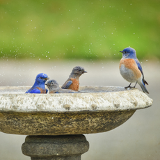 Group of Western Bluebirds enjoying a morning birdbath