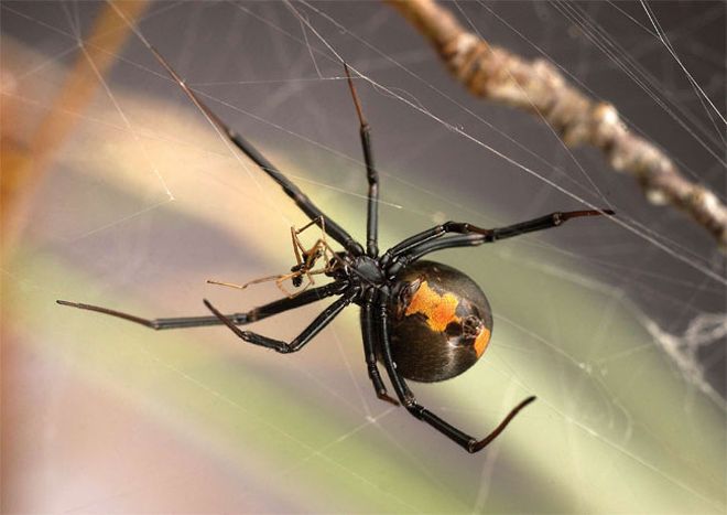 Venomous brown recluse spider removed from woman's left ear, Spiders