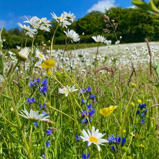 Wildflowers in a meadow