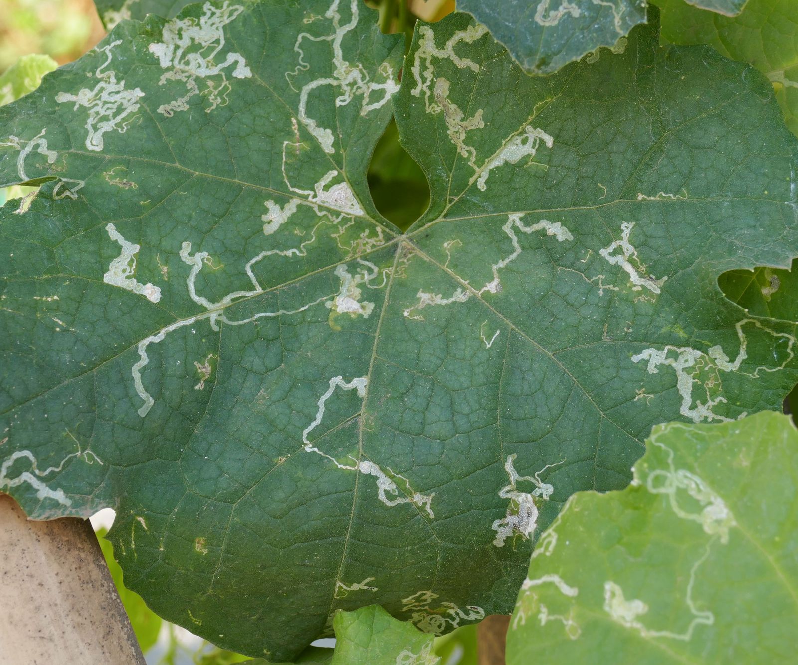 8 pests that can destroy plants and how to eradicate them Homes & Gardens