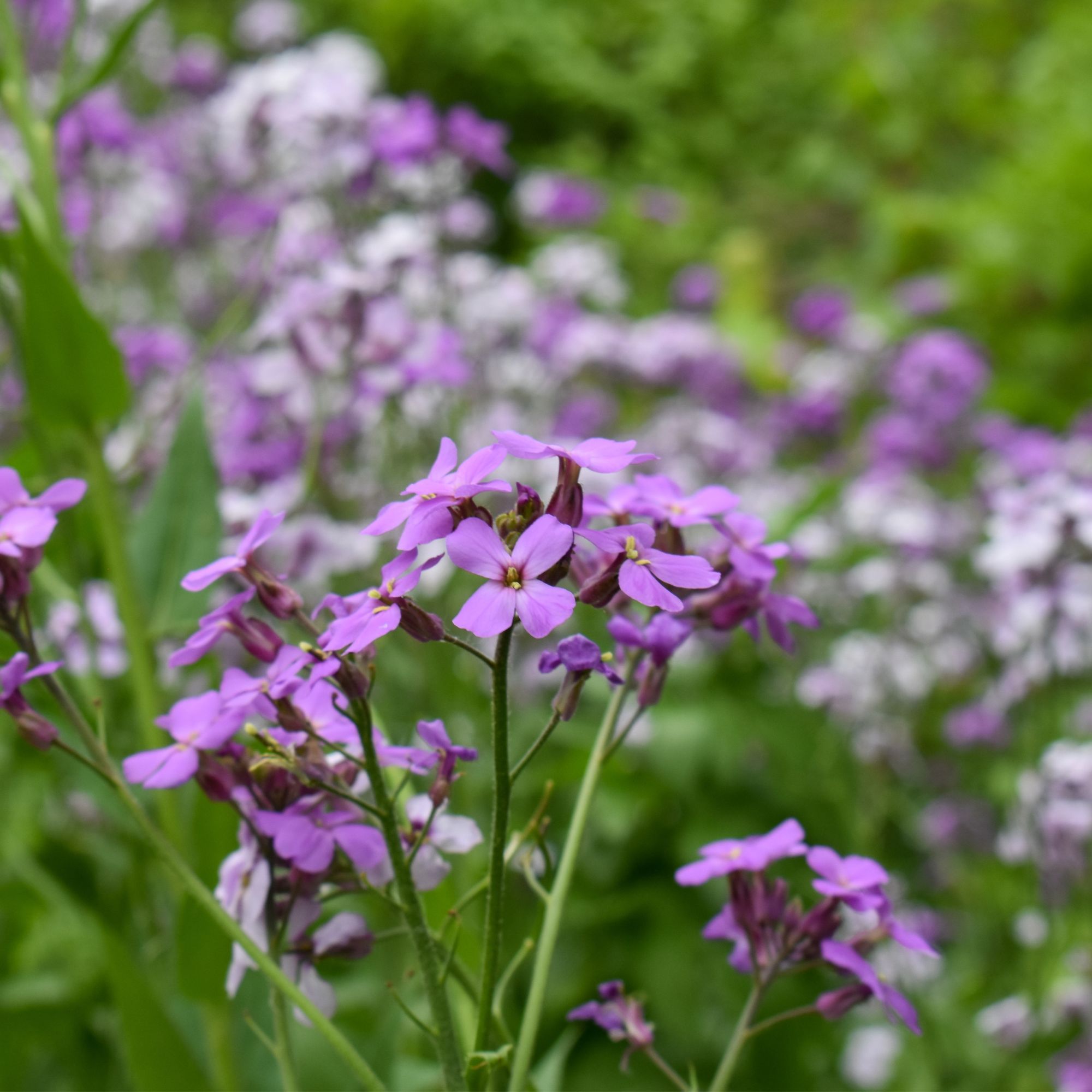 Sweet rocket plant Getty