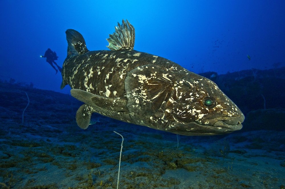 natural environment coelacanth