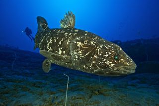 natural environment coelacanth