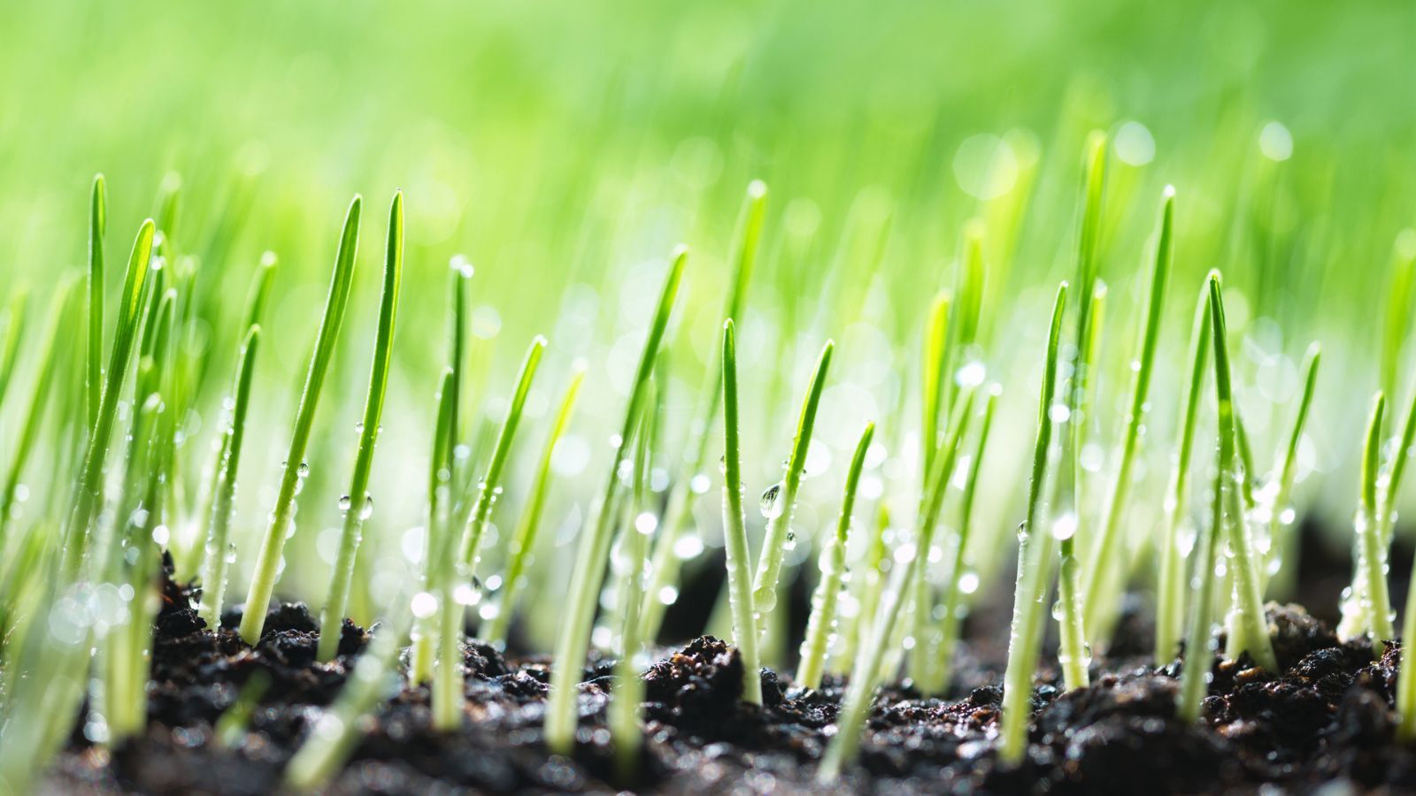 Best fastgrowing grass seeds 10 seeds and sod for your lawn Homes