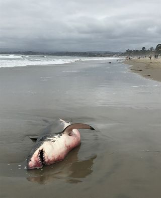 Great White Shark Santa Cruz Beach