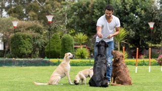 dog trainer hands treats to a group of dogs 