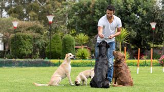 dog trainer hands treats to a group of dogs